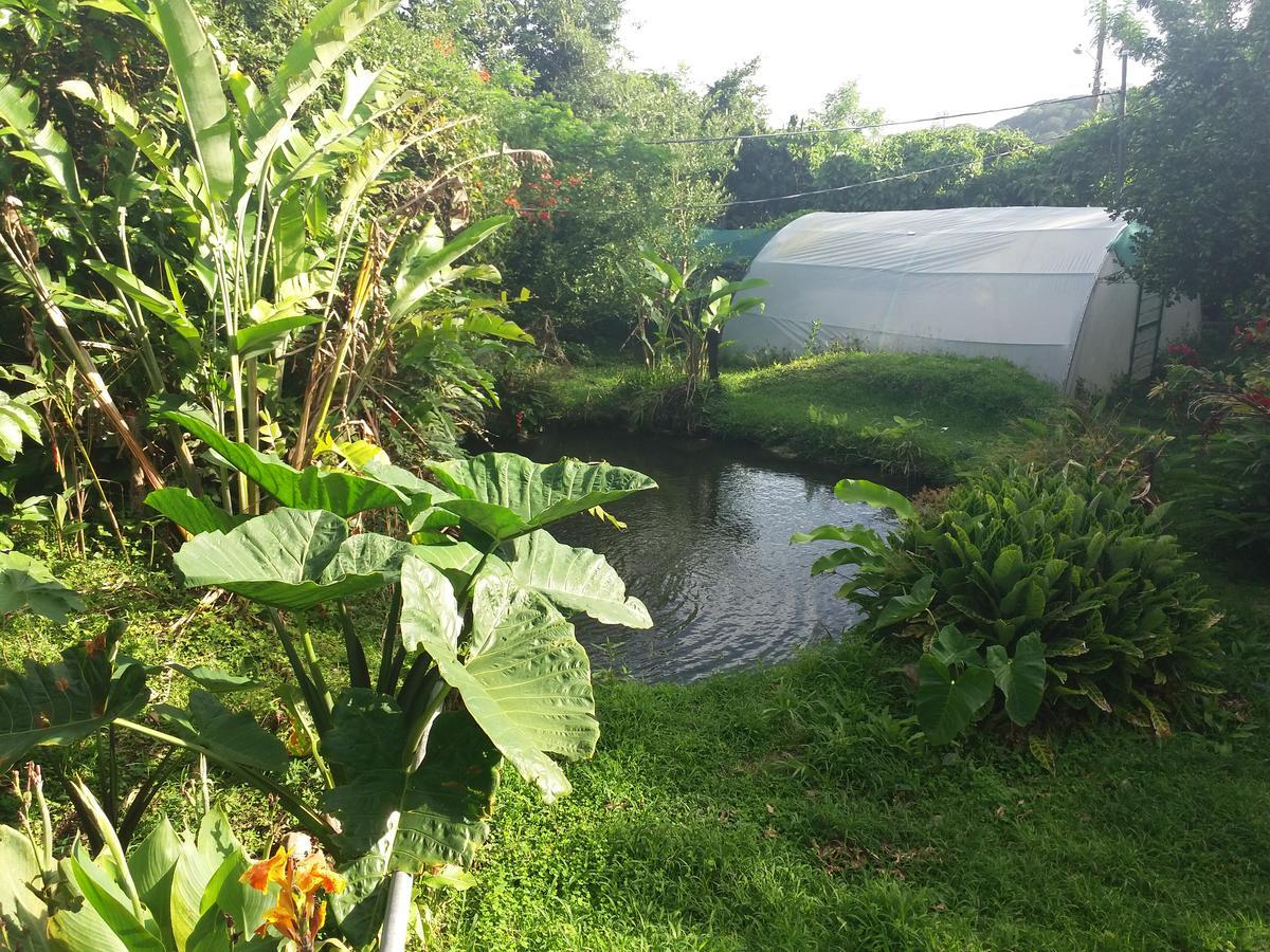 Rancho De Lelo Ecolodge Monteverde Εξωτερικό φωτογραφία