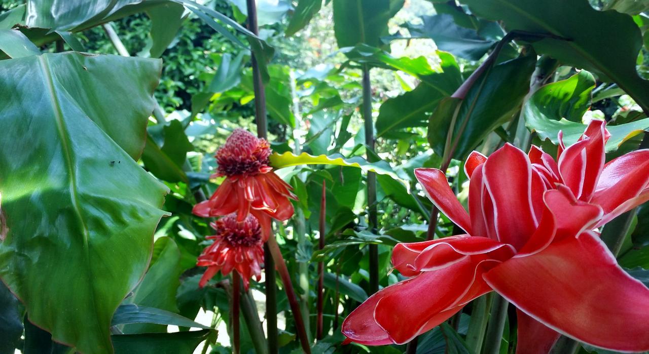Rancho De Lelo Ecolodge Monteverde Εξωτερικό φωτογραφία